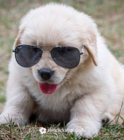 the peculiarity of the breed is that the dog does not choose only one owner for itself. She love ...
