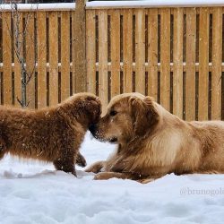 Caring for Goldens is not at all difficult. It is important to teach the dog from puppyhood to t ...