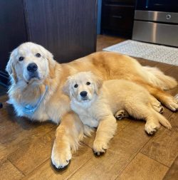 Frequent bathing of the dog is usually not necessary. The procedure can be done every 2-3 months ...