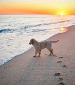 To eliminate the possibility of tartar formation, a dog’s teeth should sometimes be brushe ...