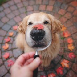 Ears should be checked periodically. You can rinse them with mild peroxide solution or water.