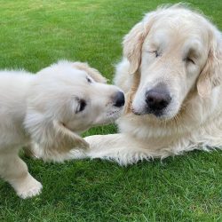 It is important to monitor the eyes of the animal, wipe them with wet cotton pads, periodically  ...