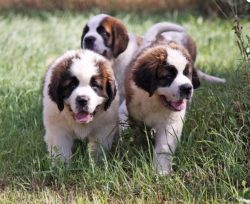 You need to start training from 5-6 months of age. Therefore, treat this with patience, consiste ...