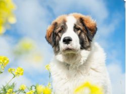 A St. Bernard dog has several negative sides – it is increased salivation, and a large amo ...