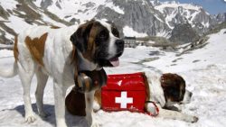 You need to comb out St. Bernard 2-3 times a week, trim the nails three times a month. Clean muc ...