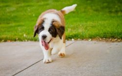 Bathe your dog 1-2 times a week. Also, on hot days, if it lives outside, make sure there is free ...