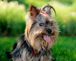 Representatives of this breed love to learn, they are quick-witted and inquisitive. Therefore, i ...