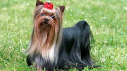 All owners need to know how to raise a Yorkshire Terrier puppy. This will help avoid disobedienc ...