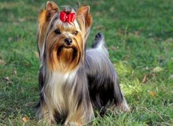 In the process of education, which begins from puppyhood, the dog understands how to behave, wha ...