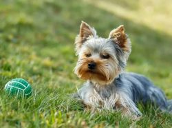 It is also necessary to train a Yorkie. This is the process of teaching different teams, actions ...