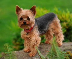 The Yorkshire Terrier is a smart, quick-witted dog. It is very easy to grow and train her.