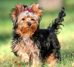 It is necessary to take into account the individual characteristics of the pet, character traits ...