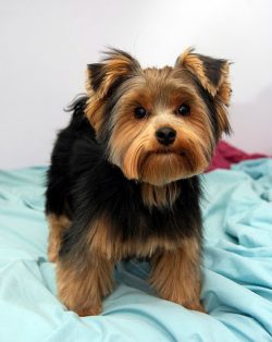 For the pet to obey, the owner must become a leader for him. Yorkshire Terriers tend to dominate ...