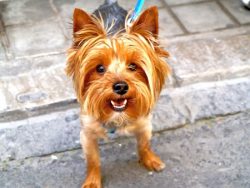 Before you train your Yorkie at home, you need to understand the basic rules of this process.