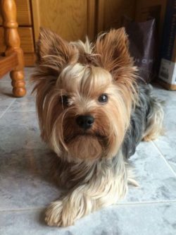 With proper care of your Yorkshire Terrier, he will have all the necessary accessories.