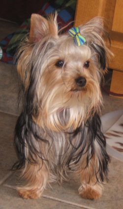 For a Yorkshire Terrier, long sessions are unacceptable. They quickly get tired and lose interes ...