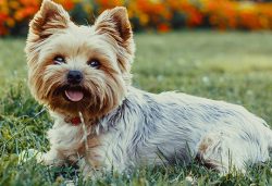 For the upbringing of a Yorkie to bear fruit, it is important to praise him for doing the right  ...