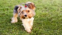 Shouting and punishing is not recommended. This breed is very sensitive and touchy.