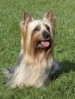 For Yorkies, changing the tone of voice is often enough. A serious offense can be punished. But  ...