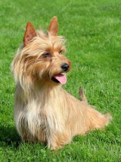 It is recommended to start raising a Yorkshire Terrier from the age of one month.