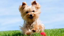 Yorkies are quick-witted, already in a month, they are capable of learning.