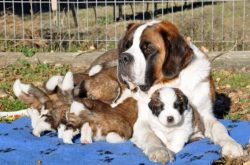 St. Bernard is the national dog of Switzerland. The films Beethoven and The Second Beethoven tel ...