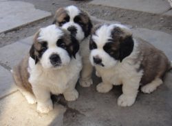 The breed originated in Switzerland. It was obtained by crossing mastiffs with mastiffs, accordi ...