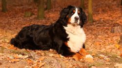 Despite its impressive size, Bernese Mountain Dogs take root well in apartments. 