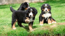 Dogs of this breed grow for a relatively long time and finally mature only by 2 years. 