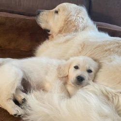 The misconception is that a kind and lovable Golden Retriever need not be raised or trained. A d ...