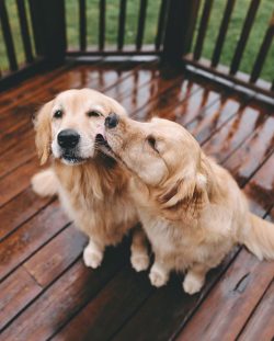 This breed of dog is quite large and not everyone knows that it is not dangerous. If a dog rushe ...