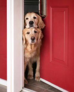 Proper nutrition is the key to the good health of Goldens. High-quality and balanced food will k ...
