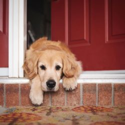 Goldens are fed at a strictly fixed time. Do not give food to your dog in between meals.