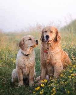 If the retriever refuses to eat, you cannot force him to eat. There can be two reasons: he doesn ...