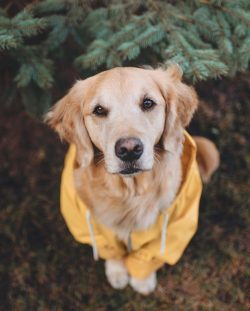 At the place of eating, the dog should always have at least two vessels: one for drinking water, ...