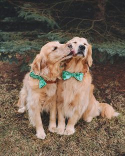 Pet nutrition should be balanced. To get the maximum of useful microelements from what you eat,  ...