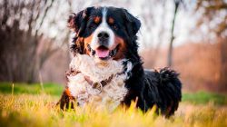 Some individuals exhibit slight stubbornness, which can sometimes slow down the training process. 