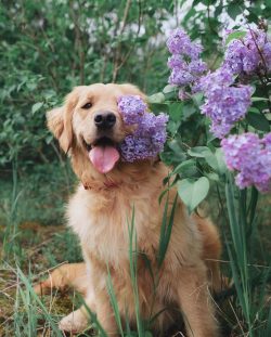 It is best to feed your puppy with lean meat, beef offal, cereals, and vegetables. Good quality  ...