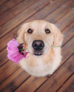 Golden Retriever does not single out one person but loves all household members equally.