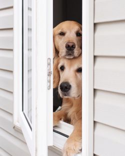 The dog is very loyal and cannot live without the attention of the owners.