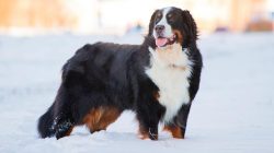 Berns has a thick long coat and shed intensely throughout the year.They need good walking and re ...