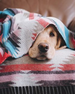 The Golden Retriever is a very intelligent and good-natured dog. Her kind eyes and affectionate  ...