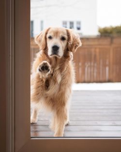 Goldens have strong immunity and excellent health. But there are a number of diseases that golde ...