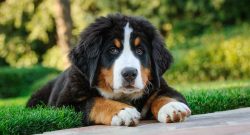 Bernese Mountain Dogs are good-natured dogs and faithful helpers. They get along excellently wit ...