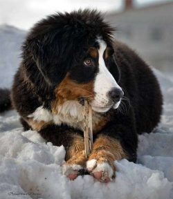For a long period of time, Swiss Mountain Dogs were equated with mongrels and were not quoted by ...