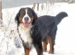The name “Bernese Mountain Dog” of this branch was given by Professor of the Univers ...