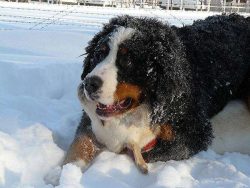 Bernese Sheepdogs are rather large dogs with long black and fawn coat and white spots around the ...