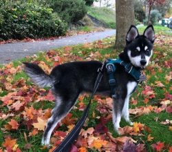 Alaskan Klee Kai’s white markings are located in strictly defined areas – on the hea ...