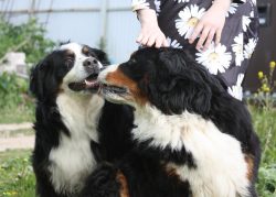 The predominant color of the Mountain Dog is black. Areas of the rich fawn coats are found on th ...