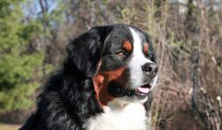 Bernese Sheepdogs are extremely kind, obedient, and loyal friends who will not harass the owner  ...